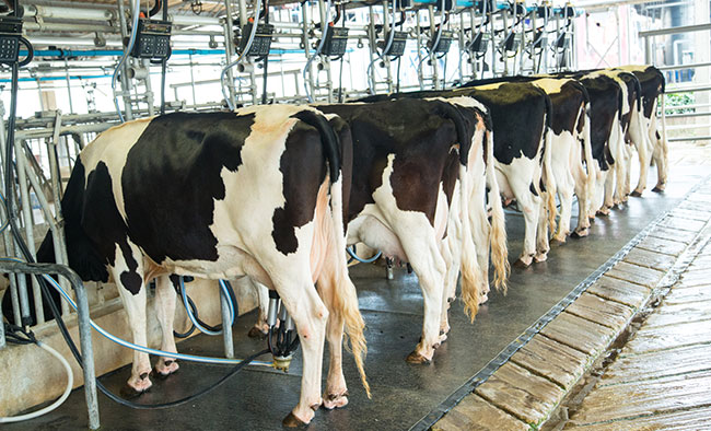 dairy-cows.jpeg (101 KB)